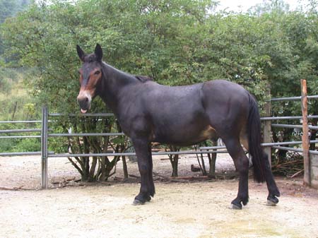 Macho_2002