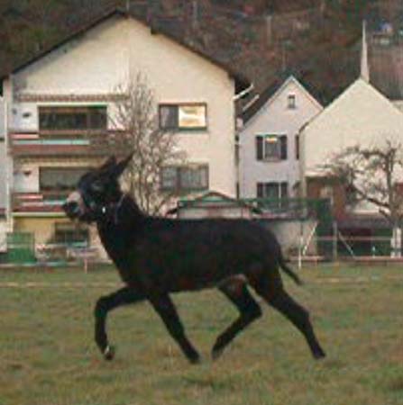 Nestor_2003run