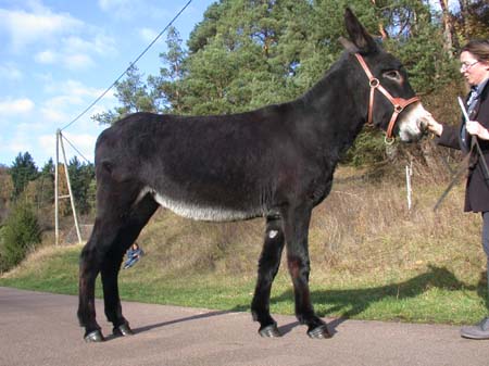 Paula_Hoofs