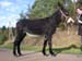 Paula_Hoofs