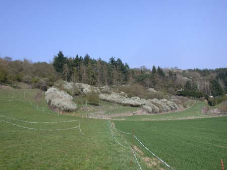 DSCN3005